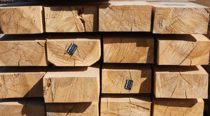 Хвойные породы дерева