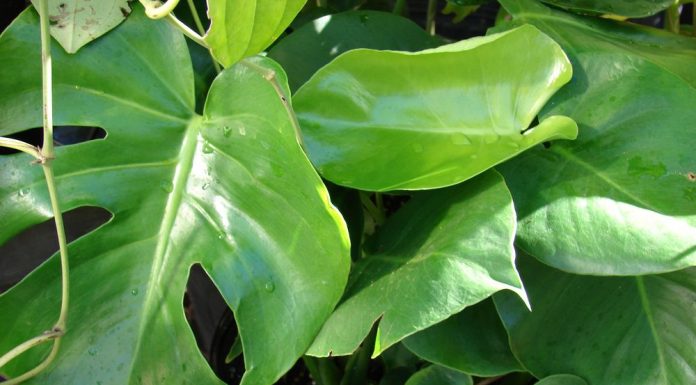 Влажность воздуха в помещении