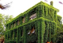 Сплошное озеленение фасадов жилых домов