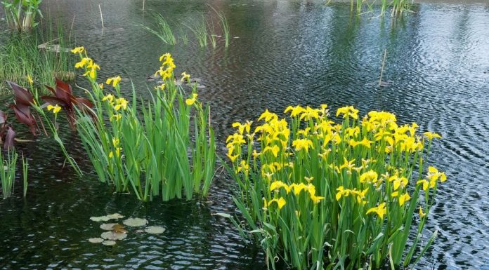 Водные растения Ирис болотный
