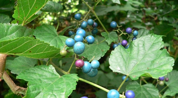 Виноградовник аконитолистный, ампелопсис (Ampelopss acontfola)