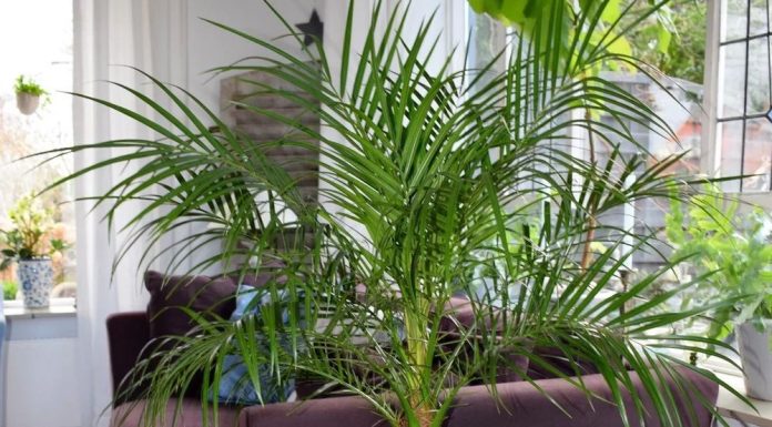 Искусство строгого стиля Phoenix roebelenii