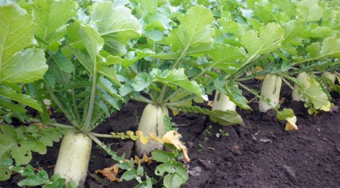 Хитрости агротехники Дайкон