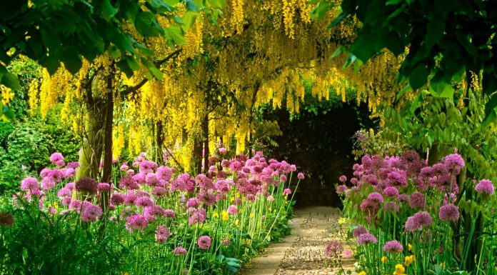 Советы, которые помогут вам при оформлении сада