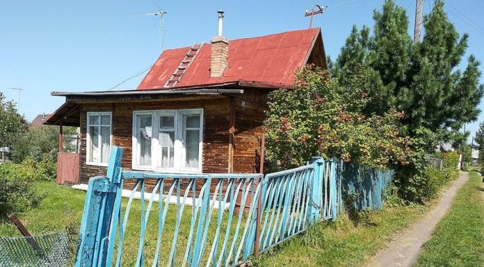 Взрослое плодовое дерево