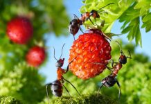 Как избавиться от муравьев на даче?