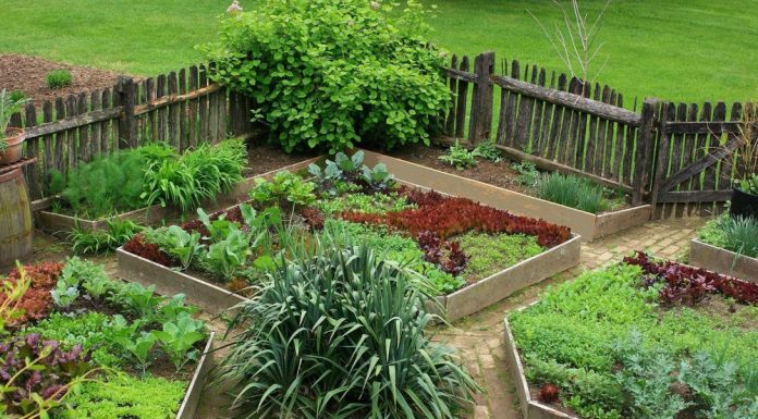 Школа огородника Огород