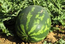 И свои, и ранние