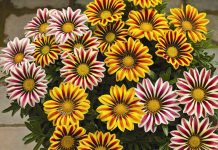 Газания — солнечный цветок