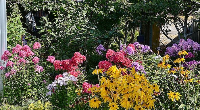 Декоративное цветоводство в ландшафтном дизайне Цветник