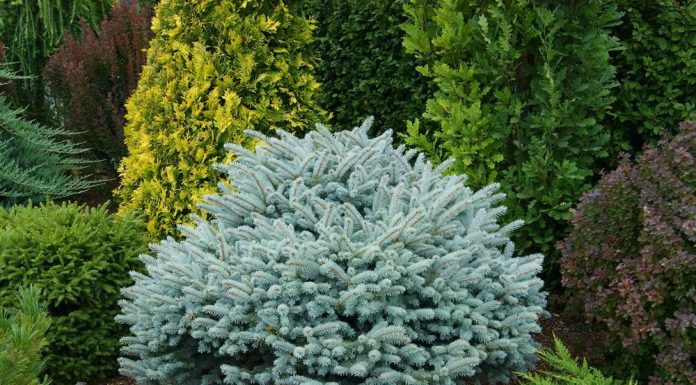 Глаука Глобоза (Glauca Globosa)