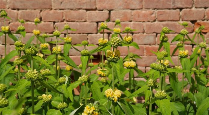 Зопник — желтое украшение для сада Зопник Рассела