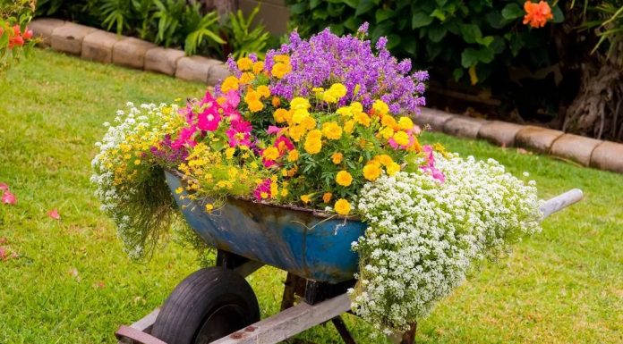 Цветочная клумба