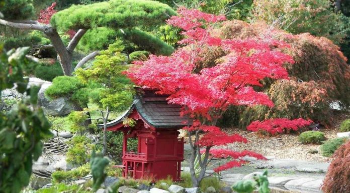 Японский сад