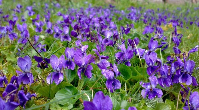 Садовая фиалка