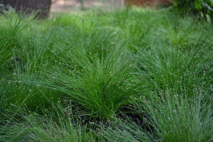 Волоконно-оптическая трава (Isolepis cernua)