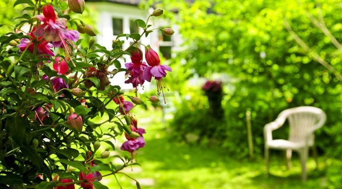 10 лучших растений для сада в тени Фуксия